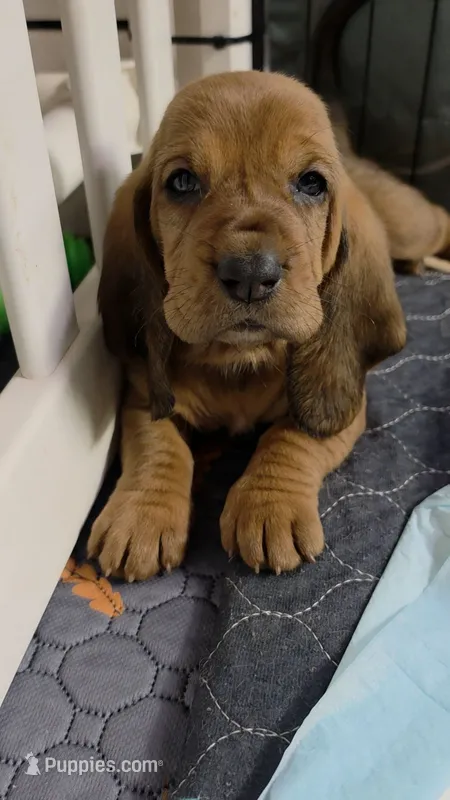 Don't 👁 she'll steal your 🩷 Female Basset Hound – Basset Hound puppy for sale in Deltona, FL