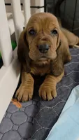 Don't 👁 she'll steal your 🩷 Female Basset Hound, a male Basset Hound for sale in Deltona, FL – 1 of 4