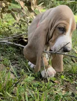 🩷🩷READY THIS WEEK Sweet as Honey!, a female Basset Hound for sale in Deltona, FL – 3 of 10