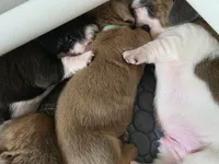 Adorable Brown/Tan Male Basset Hound, a male Basset Hound for sale in Deltona, FL – 5 of 8