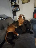 Black & White Female 10/22, a female Basset Hound for sale in Deltona, FL – 8 of 10