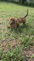 💙!  READY THIS WEEK! Male, a male Basset Hound for sale in Deltona, FL – 4 of 10