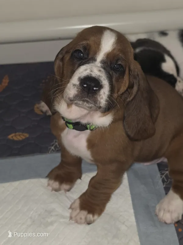 Beautiful Girl Basset Hound Female – Basset Hound puppy for sale in Deltona, FL