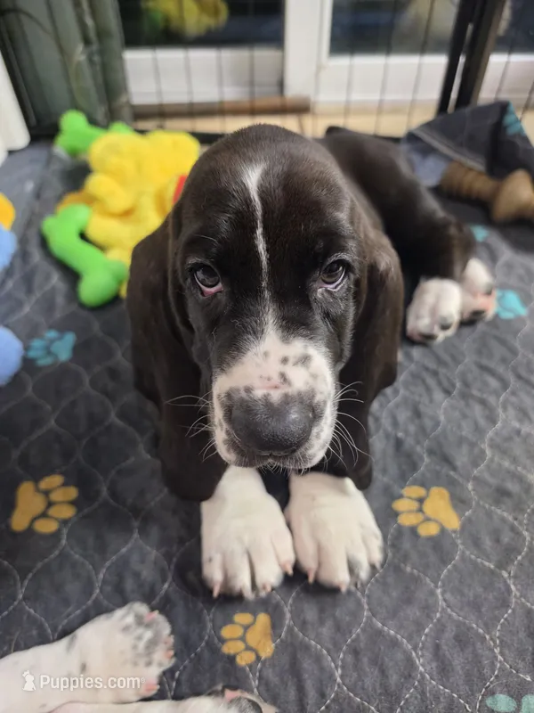 💙 READY NOW SUPER SWEET! – Basset Hound puppy for sale in Deltona, FL