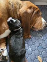 Black & white male Basset Handsome Boy!, a male Basset Hound for sale in Deltona, FL – 6 of 8