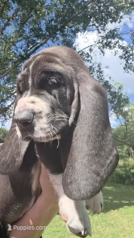 💙 READY 10/22 Taking Deposits Male. Basset hound – Basset Hound puppy for sale in Deltona, FL