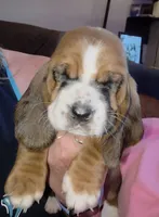 Beautiful Basset Hound Female, a female Basset Hound for sale in Deltona, FL – 2 of 8