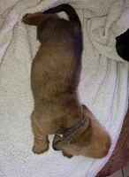 MALE Basset! Biggest in the litter., a male Basset Hound for sale in Deltona, FL – 5 of 8