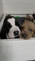 Black & White Female 10/22, a female Basset Hound for sale in Deltona, FL – 5 of 10