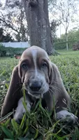 💙 Ready 10/23! Male Basset Hound, a male Basset Hound for sale in Deltona, FL – 4 of 10