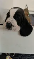 Black & White Female 10/22, a female Basset Hound for sale in Deltona, FL – 6 of 10