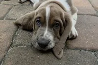 💙 Ready 10/23! Male Basset Hound, a male Basset Hound for sale in Deltona, FL – 5 of 10