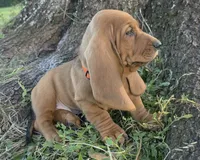 🩷 HOME on 10/23! Female, a male Basset Hound for sale in Deltona, FL – 3 of 9