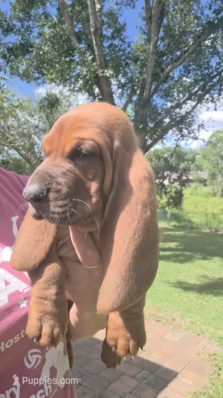10/22 🩵 SWEETNESS IS MY SUPERPOWER!  Male – Basset Hound puppy for sale in Deltona, FL