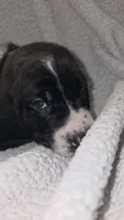 Black & white male Basset Handsome Boy!, a male Basset Hound for sale in Deltona, FL – 2 of 8