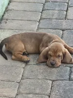 🩷 HOME on 10/22! Female, a male Basset Hound for sale in Deltona, FL – 2 of 7