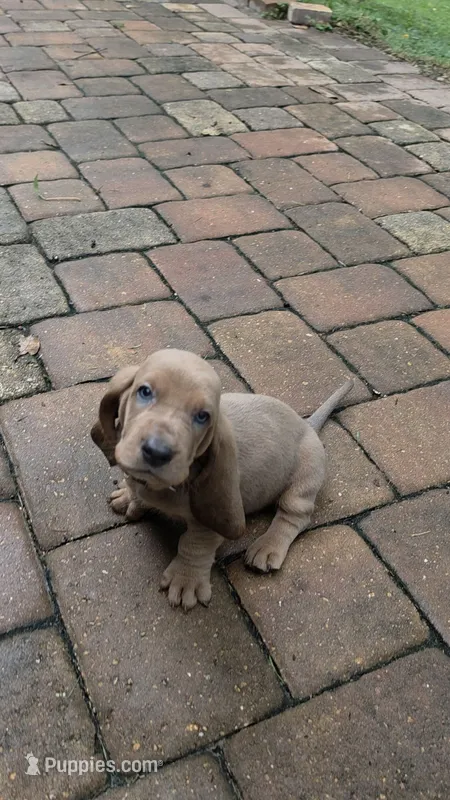 Isnt He Lovely! Brown/Tan Male Basset Hound – Basset Hound puppy for sale in Deltona, FL