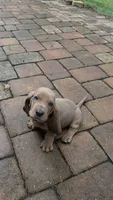Isnt He Lovely! Brown/Tan Male Basset Hound, a male Basset Hound for sale in Deltona, FL – 1 of 10