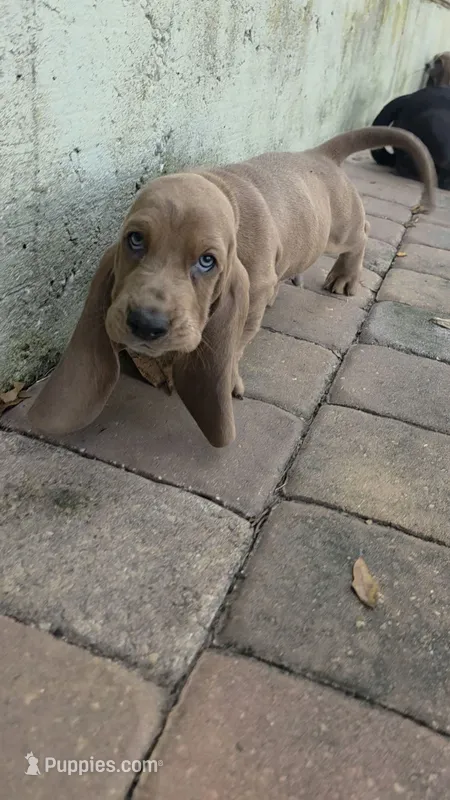 💙10/22 EARS Eyes & Snuggles!  Tan Male – Basset Hound puppy for sale in Deltona, FL