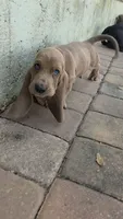 💙10/23 Home!  Tan Male, a male Basset Hound for sale in Deltona, FL – 1 of 10