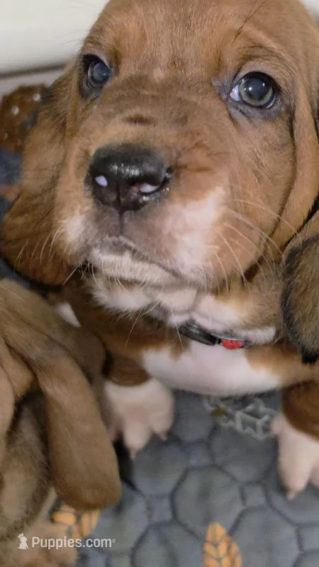 Gorgeous Male Basset Hound – Basset Hound puppy for sale in Deltona, FL
