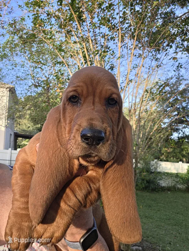 🩷 READY NOW! Female – Basset Hound puppy for sale in Deltona, FL