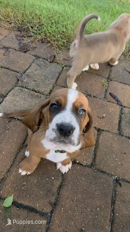 🩷Spunky Beautiful Girl Basset Hound Female – Basset Hound puppy for sale in Deltona, FL