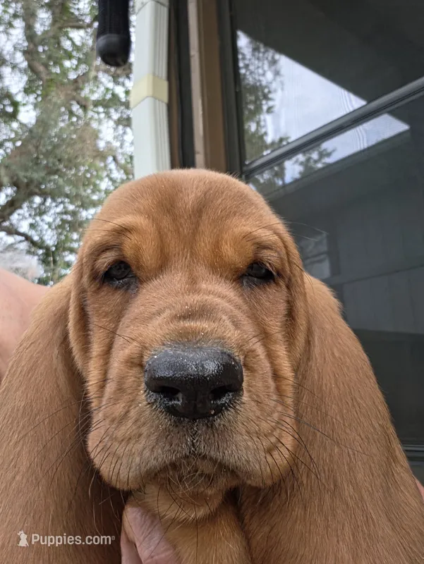 🩷 HOME on 10/22! Female – Basset Hound puppy for sale in Deltona, FL