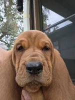 🩷 HOME on 10/23! Female, a male Basset Hound for sale in Deltona, FL – 4 of 9