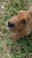 🩷 HOME on 10/23! Female, a male Basset Hound for sale in Deltona, FL – 2 of 9