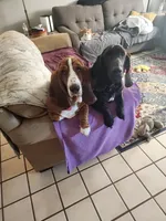 MALE Basset! Biggest in the litter., a male Basset Hound for sale in Deltona, FL – 8 of 8