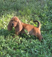 🩷 HOME on 10/23! Female, a male Basset Hound for sale in Deltona, FL – 6 of 9