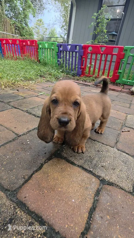 🩷Ms. SNUGGLER – Basset Hound puppy for sale in Deltona, FL