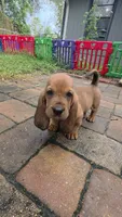 🩷Ms. SNUGGLER, a male Basset Hound for sale in Deltona, FL – 1 of 6