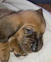 MALE Basset! Biggest in the litter., a male Basset Hound for sale in Deltona, FL – 4 of 8