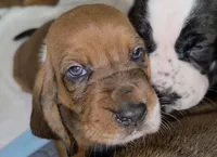 Gorgeous Male Basset Hound, a male Basset Hound for sale in Deltona, FL – 1 of 2