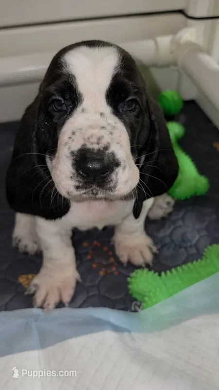 Black & White Female 10/22 – Basset Hound puppy for sale in Deltona, FL