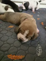 Beautiful Female Basset Hound, a female Basset Hound for sale in Deltona, FL – 7 of 7