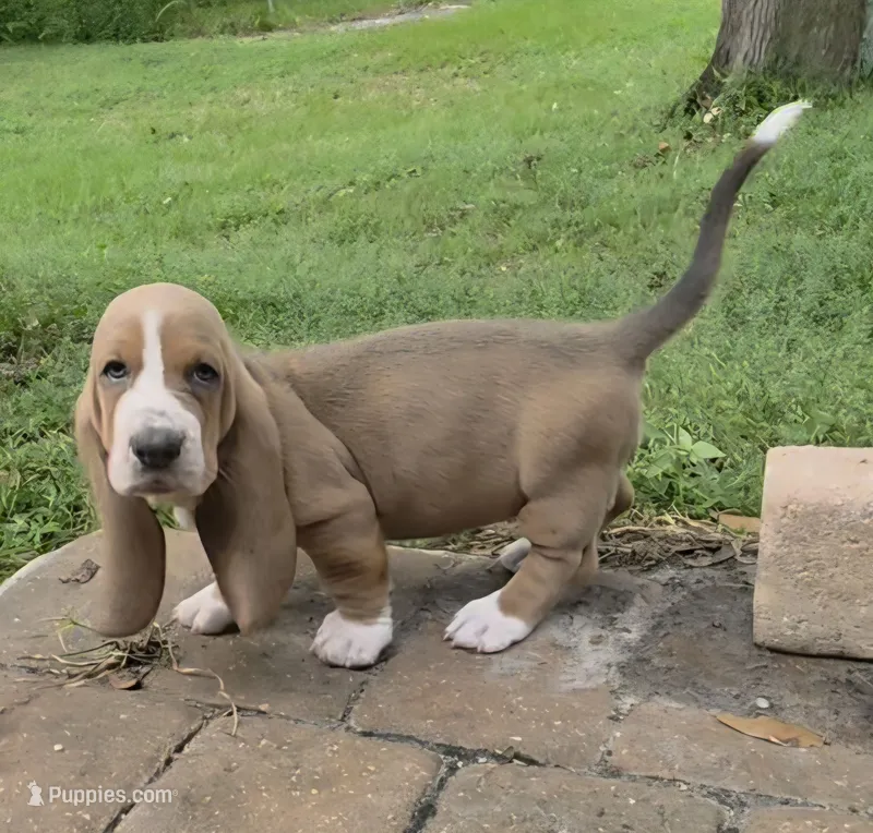 🩷🩷Sweet as Honey! Female Basset Hound – Basset Hound puppy for sale in Deltona, FL
