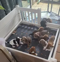 Sweet as Honey! Female Basset Hound, a female Basset Hound for sale in Deltona, FL – 9 of 10