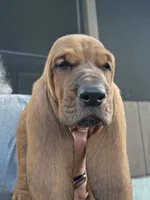 💙!  GORGEOUS READY NOW!, a male Basset Hound for sale in Deltona, FL – 1 of 10