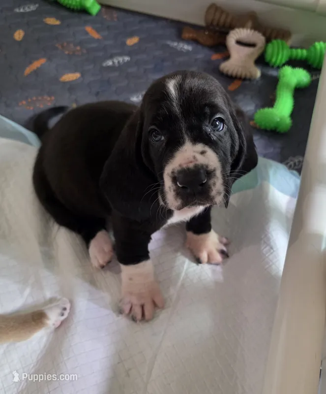 Black & white male Basset Handsome Boy! – Basset Hound puppy for sale in Deltona, FL