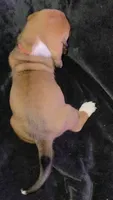 Gorgeous Male Basset Hound, a male Basset Hound for sale in Deltona, FL – 2 of 2