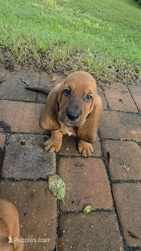 10/22 🩵 Lover BOY!  Male  Basset Hound – Basset Hound puppy for sale in Deltona, FL