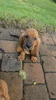 10/22 🩵 SWEETNESS IS MY SUPERPOWER!  Male, a male Basset Hound for sale in Deltona, FL – 1 of 10