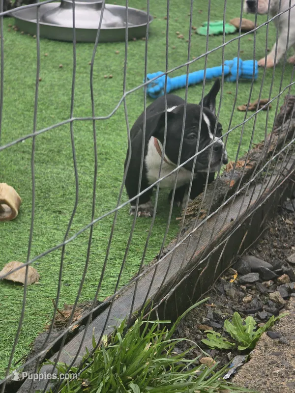 10 week old male 1  – American Bully puppy for sale in Tacoma, WA