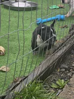 10 week old male 1 , a male American Bully for sale in Tacoma, WA – Photo 1 of 4