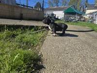 10 week old male 1 , a male American Bully for sale in Tacoma, WA – Photo 4 of 4