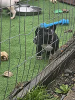 10 week old male 1 , a male American Bully for sale in Tacoma, WA – Photo 2 of 4