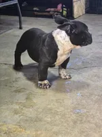 10 week old male 1 , a male American Bully for sale in Tacoma, WA – Photo 3 of 4